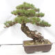 Venkovní bonsai - Pinus thunbergii - Borovice thunbergova - 2/6