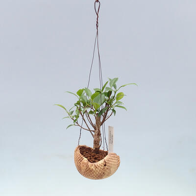 Kokedama v keramice - malolistý ficus - Ficus kimmen - 2