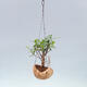 Kokedama v keramice - malolistý ficus - Ficus kimmen - 2/2