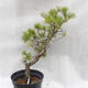 Venkovní bonsai -Borovice lesní - Pinus sylvestris - 2/6