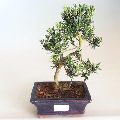 Pokojová bonsai - Podocarpus - Kamenný tis PB2201176 - 2