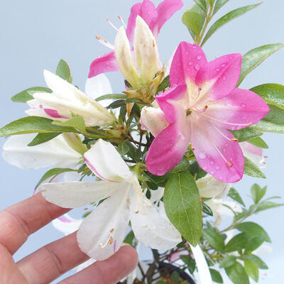Venkovní bonsai - Japonská azalka - Azalea ASUKA - 2