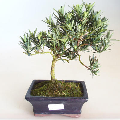 Pokojová bonsai - Podocarpus - Kamenný tis PB2201177 - 2