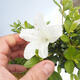 Venkovní bonsai - Japonská azalka - Azalea HAKATA JIRU - 2/2