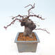Venkovní  bonsai -  Pseudocydonia sinensis - Kdouloň čínská - 2/7