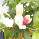 Venkovní bonsai - Japonská azalka - Azalea CHIHIRO - 2/2