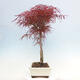 Venkovní bonsai - Javor dlanitolistý - Acer palmatum RED PYGMY - 2/5