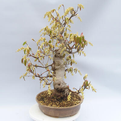 Venkovní bonsai - Lískoveček - Corylopsis Spicata - 2