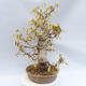 Venkovní bonsai - Lískoveček - Corylopsis Spicata - 2/6
