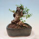 Pokojová bonsai - Olea europaea sylvestris -Oliva evropská drobnolistá - 2/7