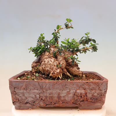 Pokojová bonsai - Olea europaea sylvestris -Oliva evropská drobnolistá - 2