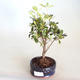 Venkovní bonsai - Rhododendron sp. - Azalka růžová VB2020-796 - 2/3