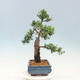 Venkovní bonsai - Juniperus chinensis -Jalovec čínský - 2/4