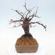 Vonkajšie bonsai - Pseudocydonia sinensis - Dula čínska - 2/7