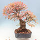 Venkovní bonsai -Carpinus Coreana - Habr korejský - 2/5