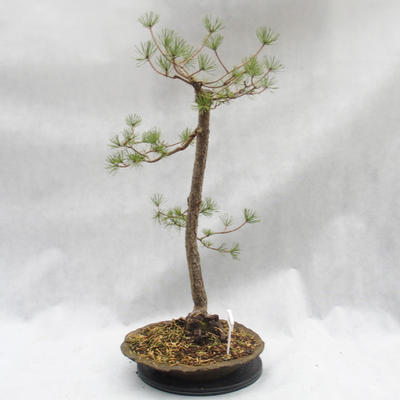 Venkovní bonsai -Borovice lesní - Pinus sylvestris - 2