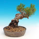 Pinus thunbergii - Borovice thunbergova - 2/3
