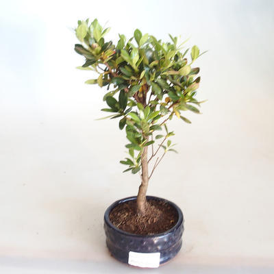 Venkovní bonsai - Rhododendron sp. - Azalka růžová VB2020-800 - 2