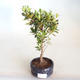 Venkovní bonsai - Rhododendron sp. - Azalka růžová VB2020-800 - 2/3