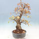 Venkovní bonsai -Carpinus Coreana - Habr korejský - 2/5