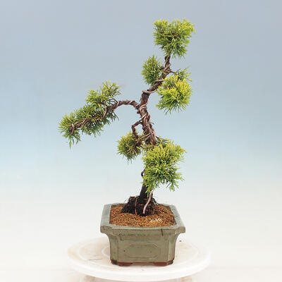 Venkovní bonsai - Juniperus chinensis OLD GOLD - Jalovec čínský - 2