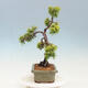 Venkovní bonsai - Juniperus chinensis OLD GOLD - Jalovec čínský - 2/4