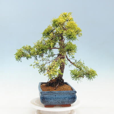 Venkovní bonsai - Juniperus chinensis OLD GOLD - Jalovec čínský - 2