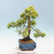 Venkovní bonsai - Juniperus chinensis OLD GOLD - Jalovec čínský - 2/4