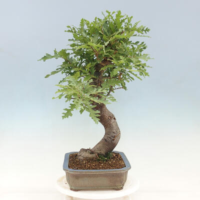 Venkovní bonsai Quercus Cerris - Dub Cer - 2