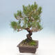 Venkovní bonsai - Pinus thunbergii - Borovice thunbergova - 2/5