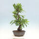 Venkovní bonsai Quercus Cerris - Dub Cer - 2/4