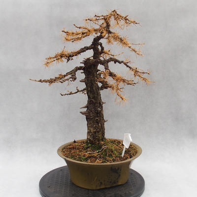 Venkovní bonsai -Modřín opadavý- Larix decidua - 2
