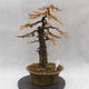 Venkovní bonsai -Modřín opadavý- Larix decidua - 2/7
