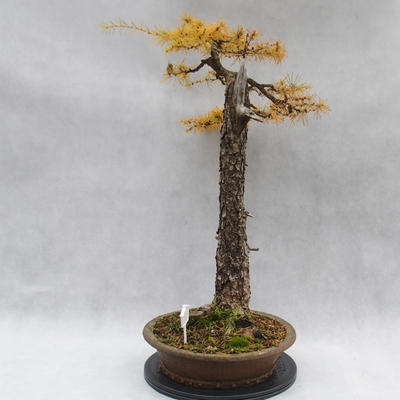 Venkovní bonsai -Modřín opadavý- Larix decidua - 2