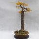 Venkovní bonsai -Modřín opadavý- Larix decidua - 2/7