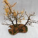 Venkovní bonsai -Modřín opadavý- Larix decidua - 2/5