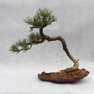 Venkovní bonsai -Borovice blatka - Pinus uncinata - 2