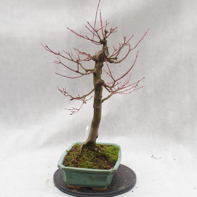 Venkovní bonsai - Javor dlanitolistý - Acer palmatum - 2