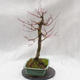 Venkovní bonsai - Javor dlanitolistý - Acer palmatum - 2/5