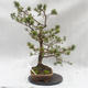 Venkovní bonsai -Borovice lesní - Pinus sylvestris - 2/6