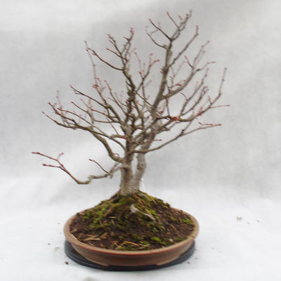 Venkovní bonsai - Lípa srdčitá - Tilia cordata - 2