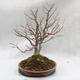 Venkovní bonsai - Lípa srdčitá - Tilia cordata - 2/4