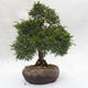 Venkovní bonsai - Jalovec čínský - Juniperus chinensis - 2/6