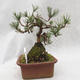 Venkovní bonsai -Borovice lesní - Pinus sylvestris - 2/5