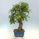 Venkovní bonsai Quercus Cerris - Dub Cer - 2/4