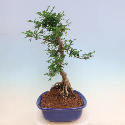 Pokojová bonsai - Zantoxylum piperitum - pepřovník - 2
