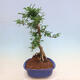 Pokojová bonsai - Zantoxylum piperitum - pepřovník - 2/6