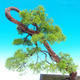 Venkovní bonsai - Juniperus chinensis -Jalovec čínský - 2/3