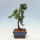 Venkovní bonsai - Juniperus chinensis Kishu-Jalovec čínský - 2/4