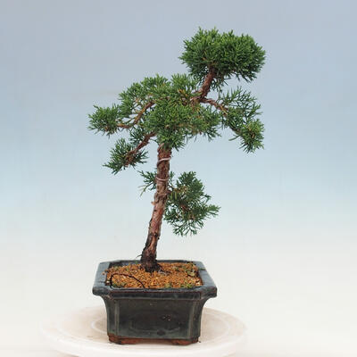 Venkovní bonsai - Juniperus chinensis Kishu-Jalovec čínský - 2